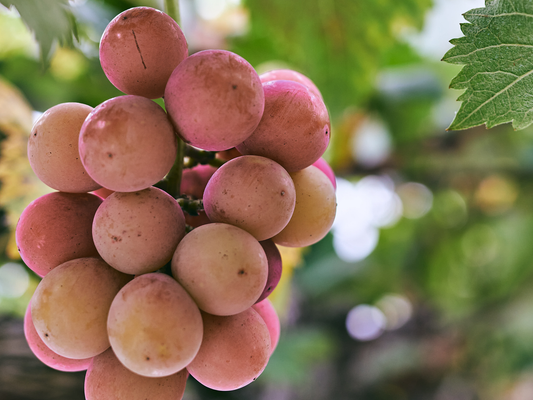 完熟ぶどう詰め合わせ(たべきりサイズ)2026年8月以降のお届け